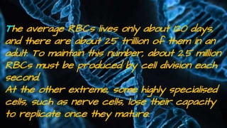 The average RBCs lives only about 120 days,
and there are about 25 trillion of them in an
adult. To maintain this number, about 2.5 million
RBCs must be produced by cell division each
second.
At the other extreme, some highly specialised
cells, such as nerve cells, lose their capacity
to replicate once they mature.
 