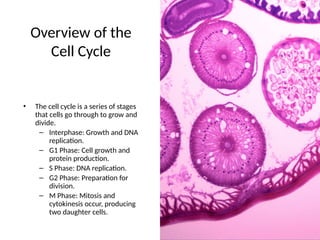 Understanding the Cell Cycle: Mitosis and Meiosis | PPTX