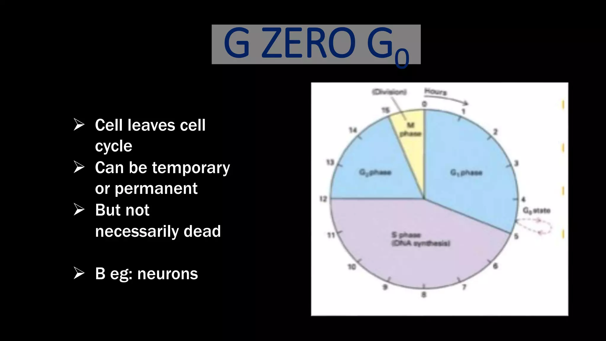 G ZERO G0
 Cell leaves cell
cycle
 Can be temporary
or permanent
 But not
necessarily dead
 B eg: neurons
 