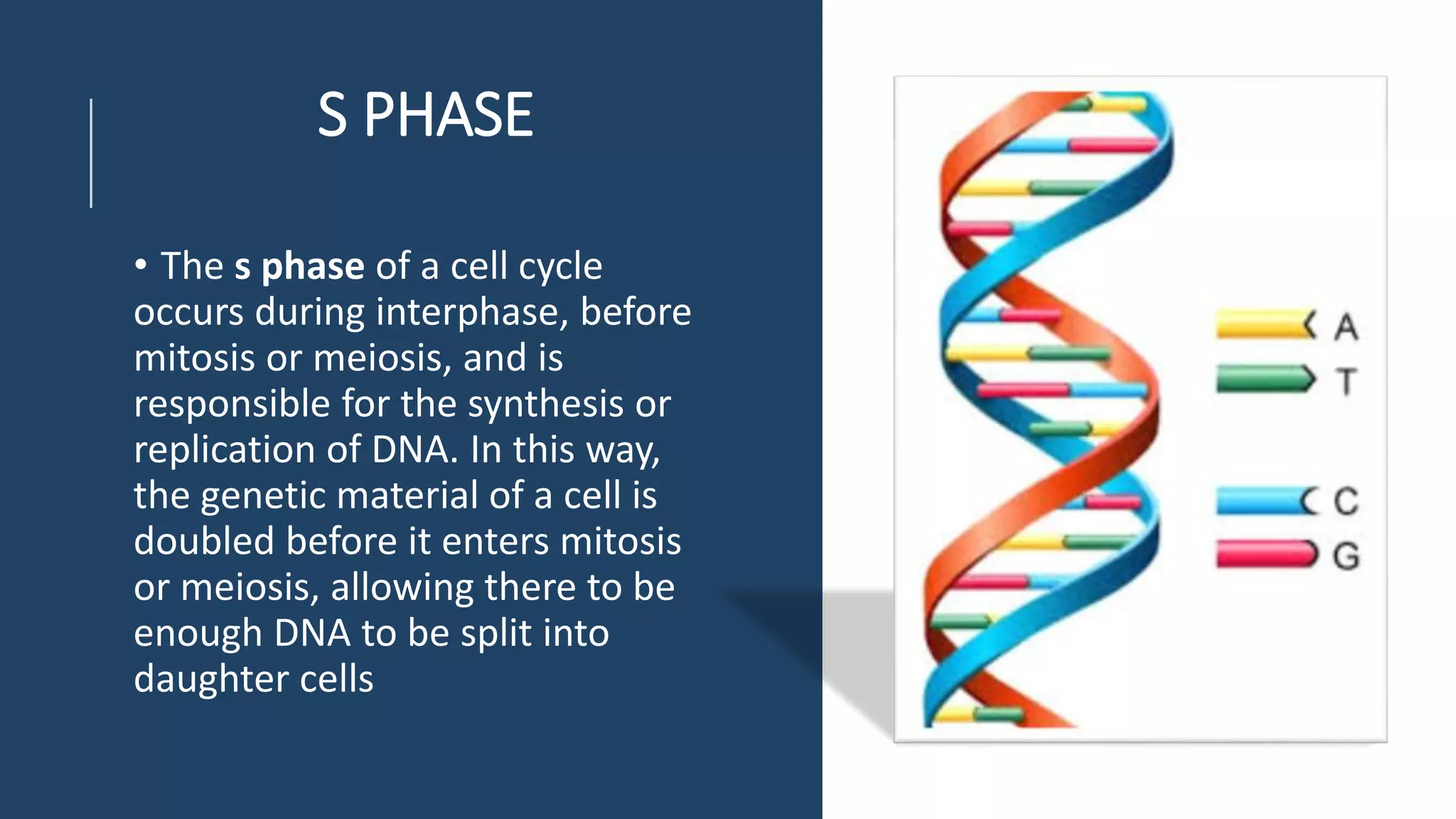 S PHASE
• The s phase of a cell cycle
occurs during interphase, before
mitosis or meiosis, and is
responsible for the synthesis or
replication of DNA. In this way,
the genetic material of a cell is
doubled before it enters mitosis
or meiosis, allowing there to be
enough DNA to be split into
daughter cells
 