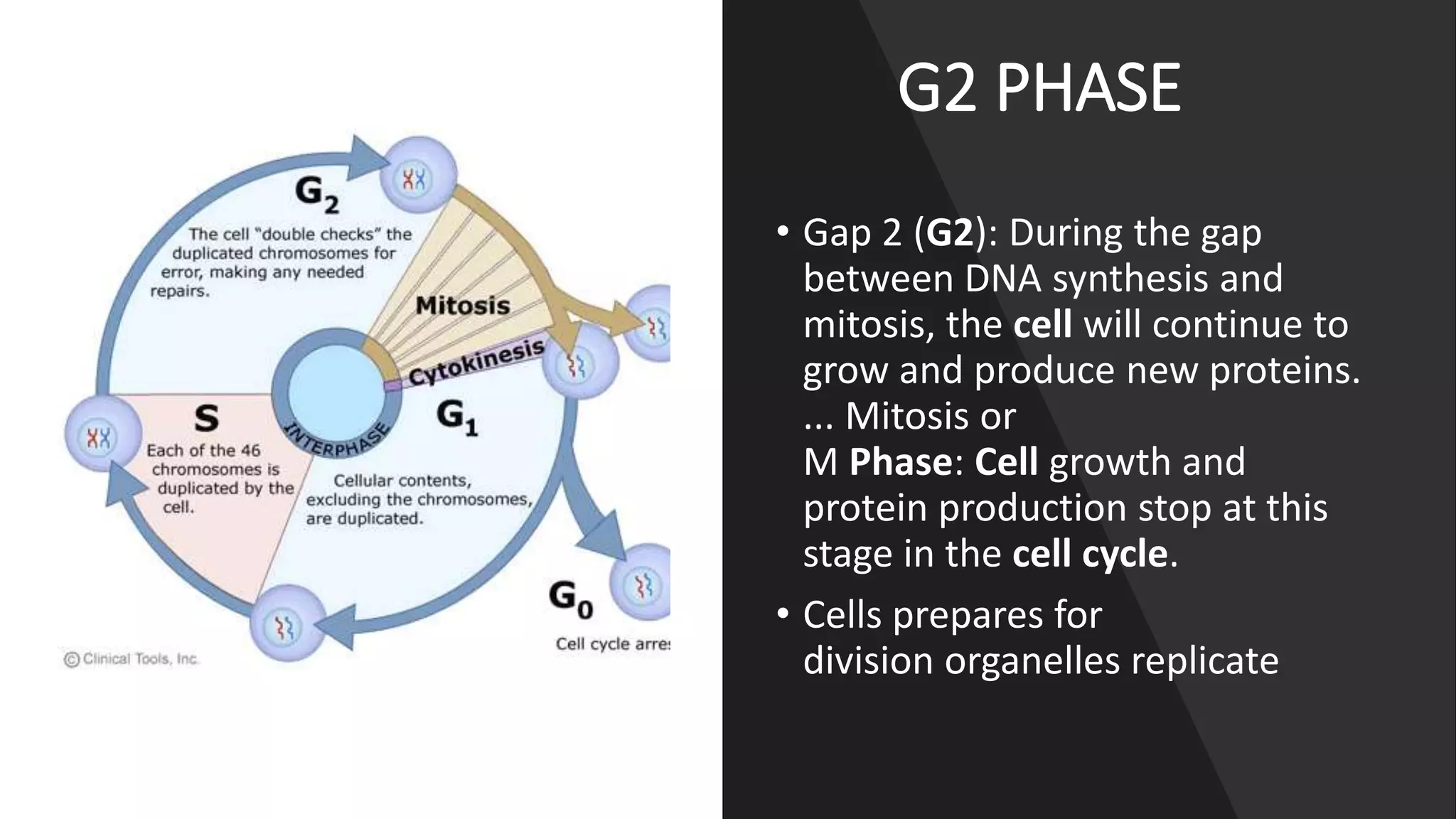 G2 PHASE
• Gap 2 (G2): During the gap
between DNA synthesis and
mitosis, the cell will continue to
grow and produce new proteins.
... Mitosis or
M Phase: Cell growth and
protein production stop at this
stage in the cell cycle.
• Cells prepares for
division organelles replicate
 