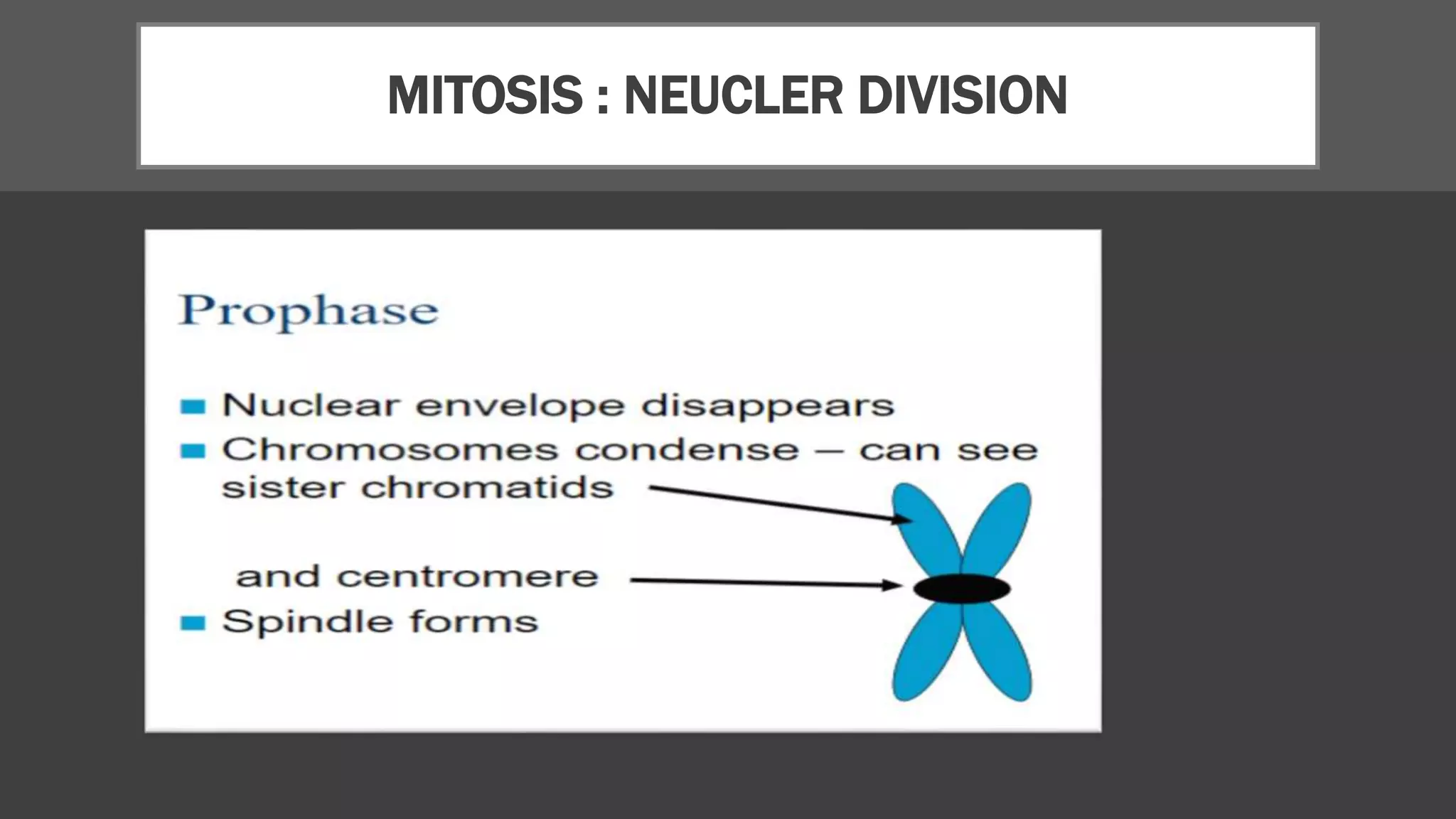MITOSIS : NEUCLER DIVISION
 