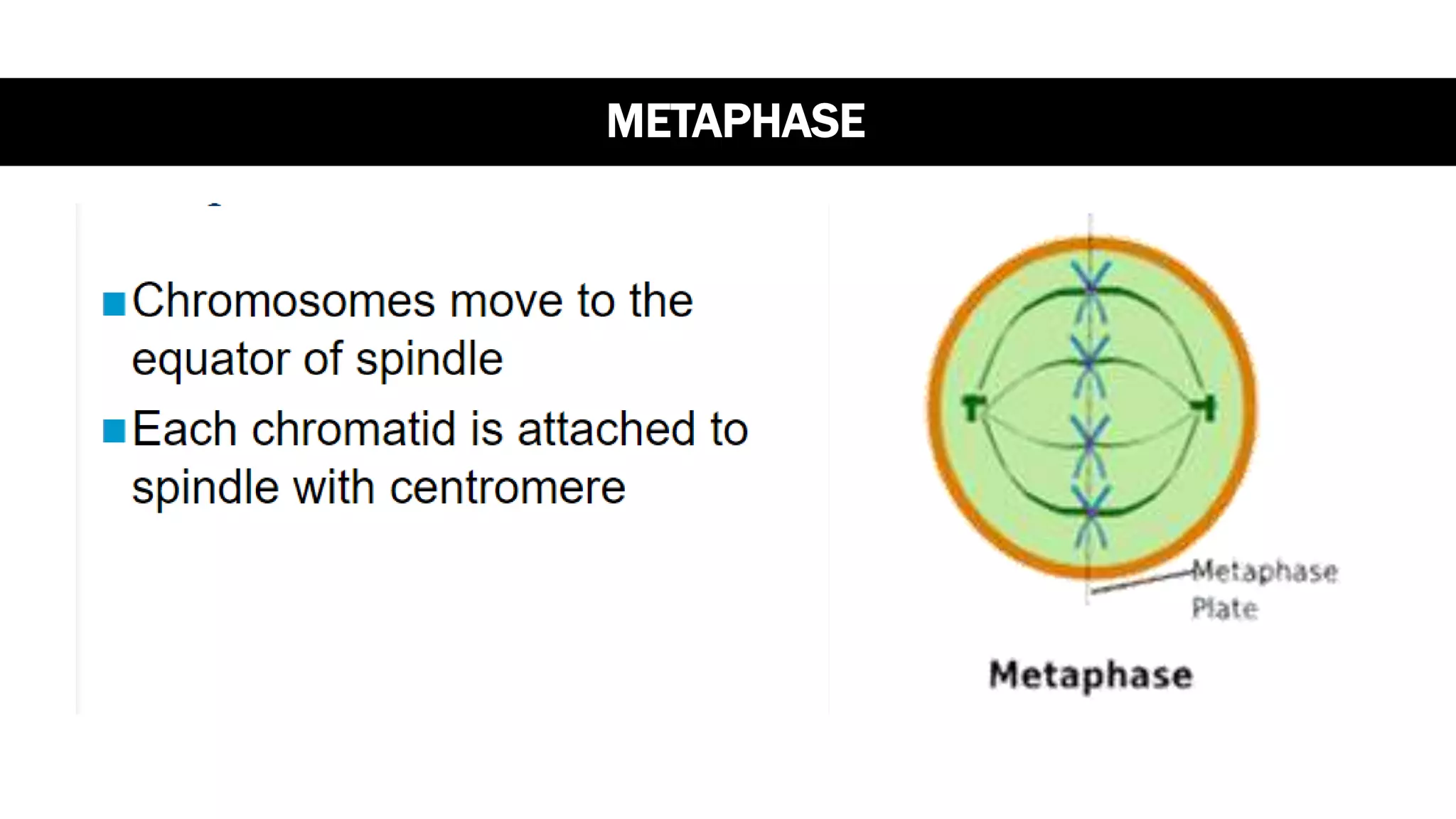 METAPHASE
 