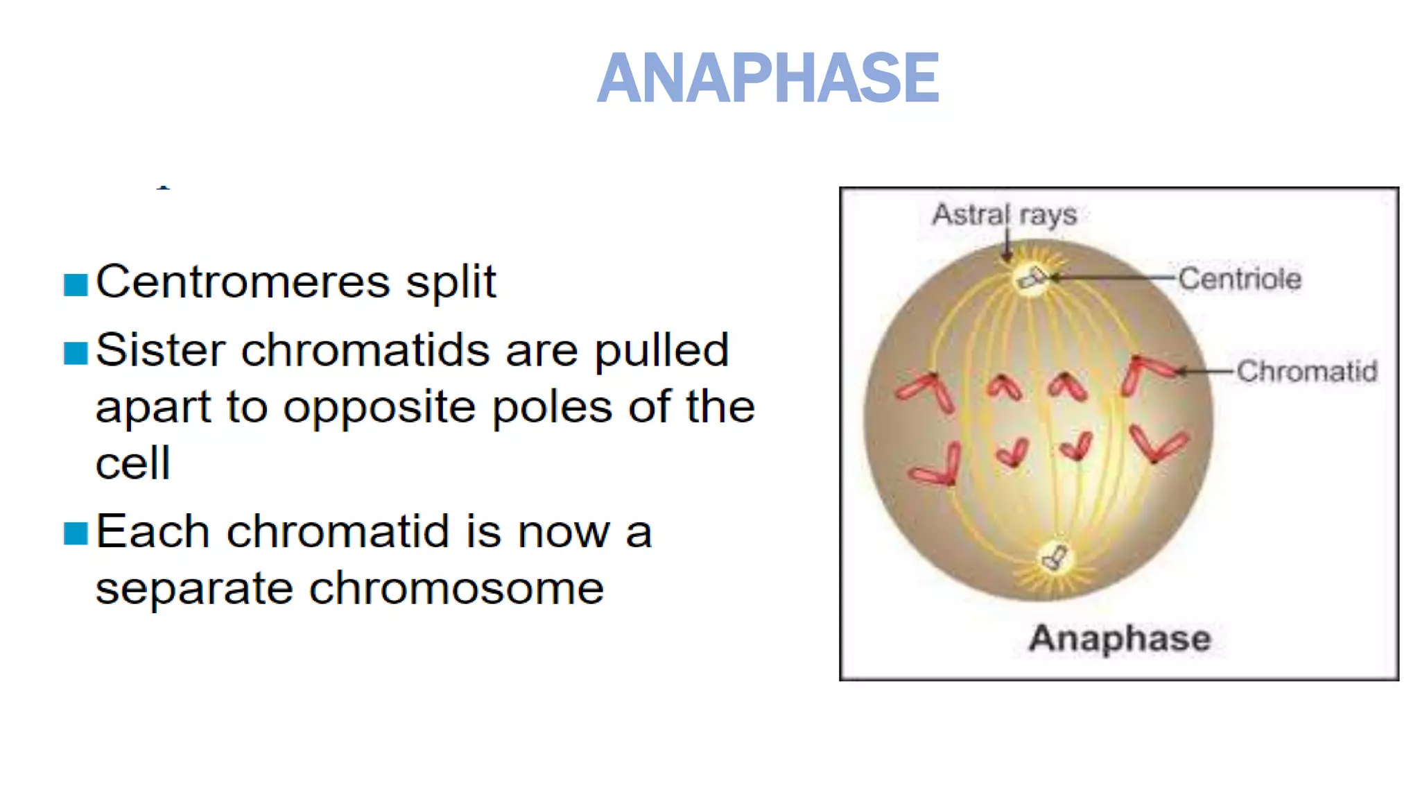 ANAPHASE
 