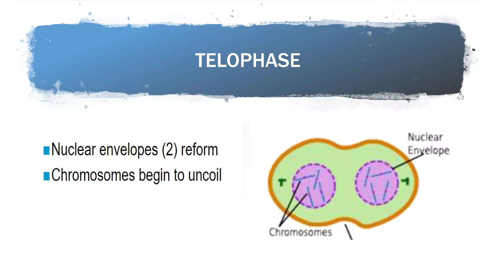 TELOPHASE
 