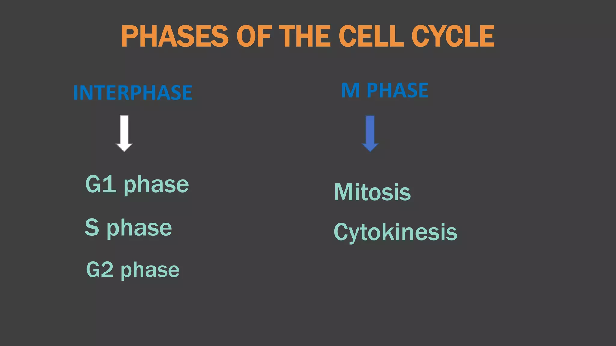 PHASES OF THE CELL CYCLE
M PHASEINTERPHASE
G1 phase
S phase
G2 phase
Mitosis
Cytokinesis
 