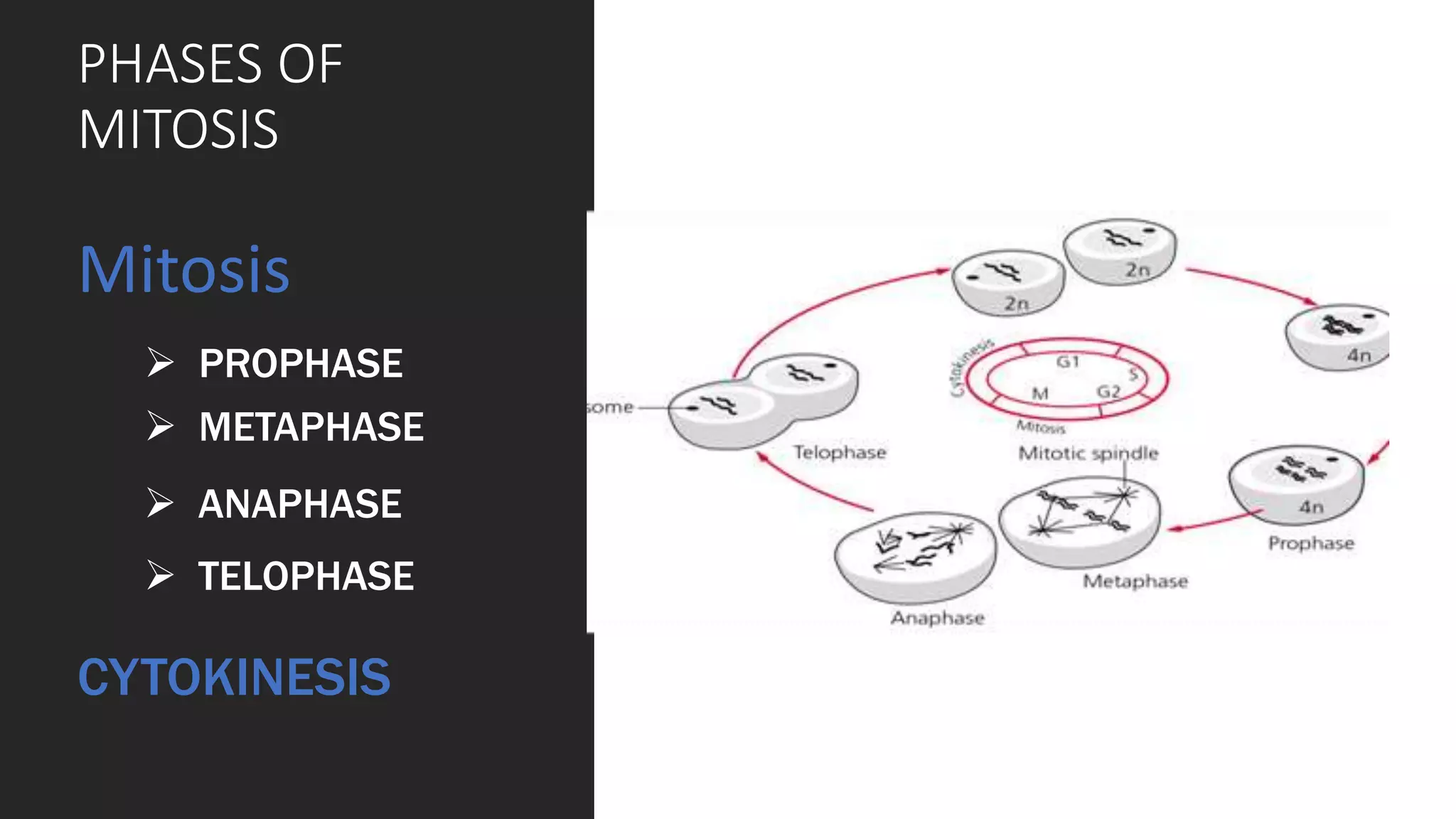 PHASES OF
MITOSIS
Mitosis
 PROPHASE
 METAPHASE
 TELOPHASE
 ANAPHASE
CYTOKINESIS
 