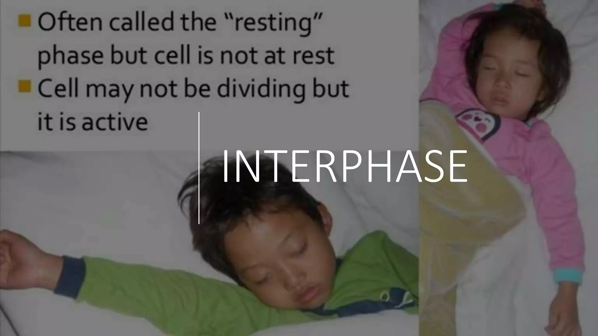INTERPHASE
 