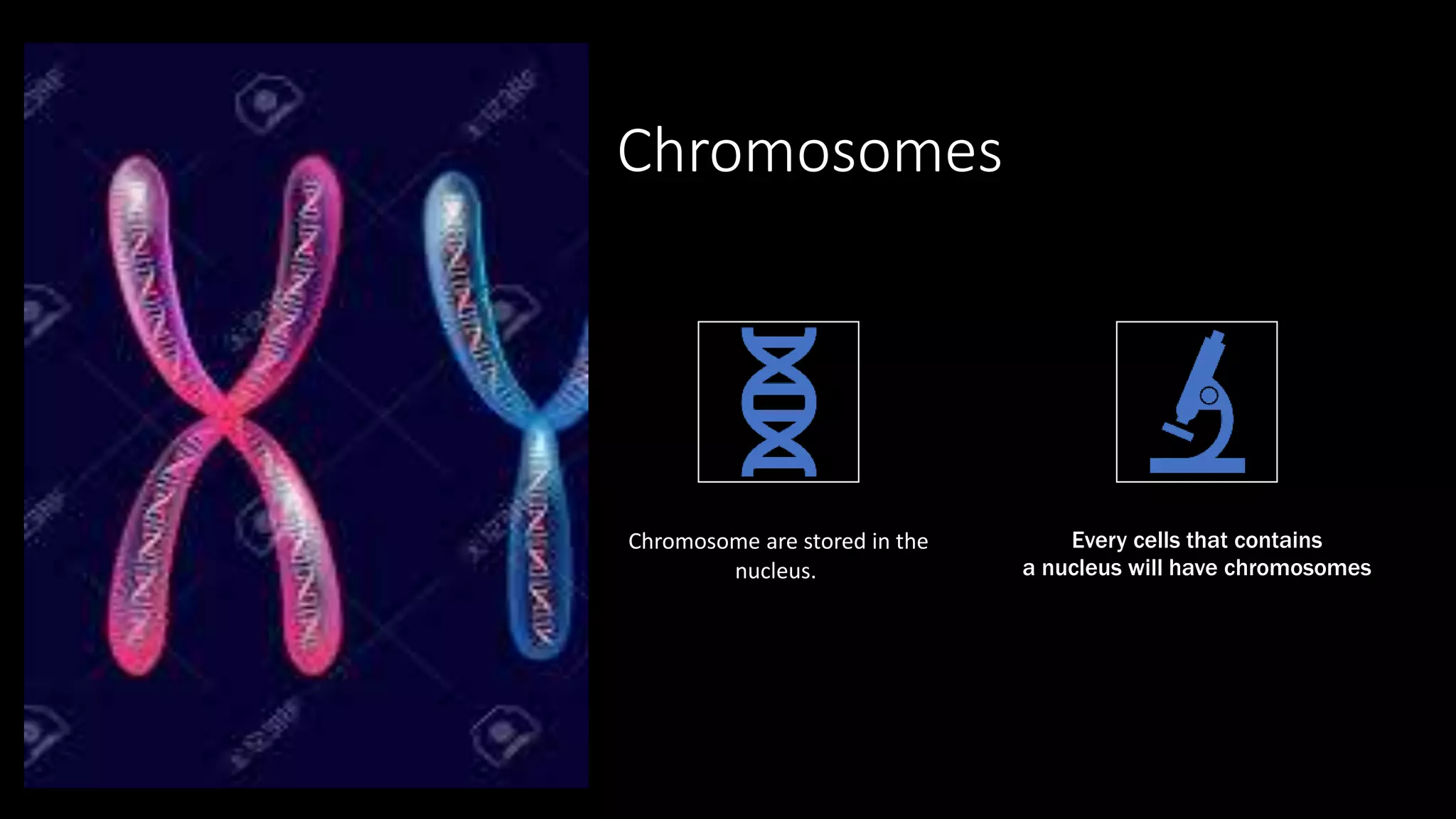 Chromosomes
Chromosome are stored in the
nucleus.
Every cells that contains
a nucleus will have chromosomes
 