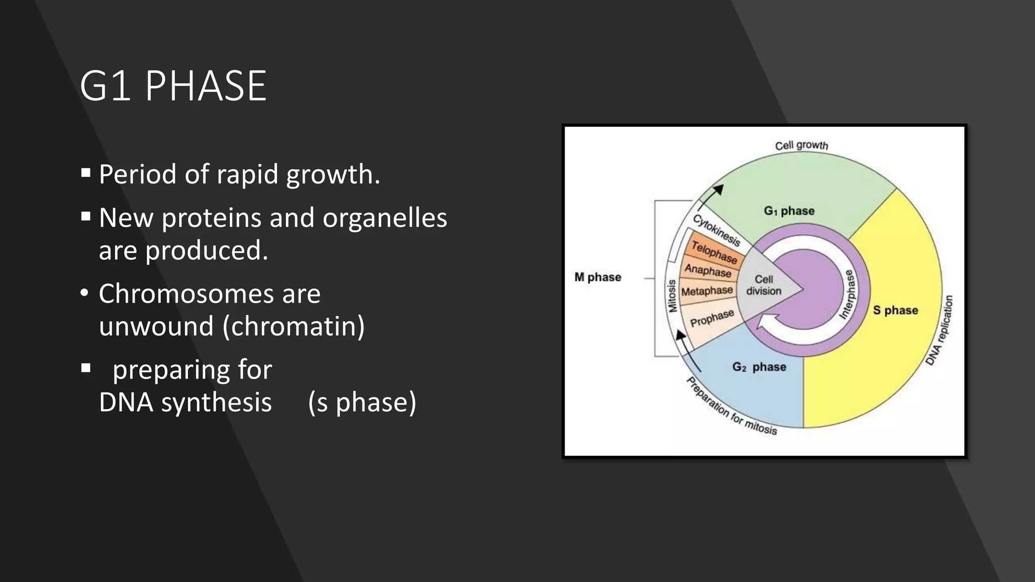G1 PHASE
 Period of rapid growth.
 New proteins and organelles
are produced.
• Chromosomes are
unwound (chromatin)
 preparing for
DNA synthesis (s phase)
 