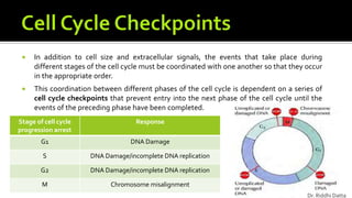  In addition to cell size and extracellular signals, the events that take place during
different stages of the cell cycle must be coordinated with one another so that they occur
in the appropriate order.
 This coordination between different phases of the cell cycle is dependent on a series of
cell cycle checkpoints that prevent entry into the next phase of the cell cycle until the
events of the preceding phase have been completed.
Stage of cell cycle
progression arrest
Response
G1 DNA Damage
S DNA Damage/incomplete DNA replication
G2 DNA Damage/incomplete DNA replication
M Chromosome misalignment
Dr. Riddhi Datta
 