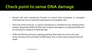  Several cell cycle checkpoints function to ensure that incomplete or damaged
chromosomes are not replicated and passed on to daughter cells.
 Cell cycle arrest at the G1, S, and G2 checkpoints is mediated by two related protein
kinases, designated ATM and ATR, that recognize damaged or unreplicated DNA and
are activated in response to DNA damage.
 ATM and ATR then activate a signaling pathway that leads not only to cell cycle
arrest, but also to the activation of DNA repair and, in some cases, programmed cell
death.
Dr. Riddhi Datta
 