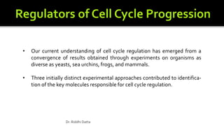 • Our current understanding of cell cycle regulation has emerged from a
convergence of results obtained through experiments on organisms as
diverse as yeasts, sea urchins, frogs, and mammals.
• Three initially distinct experimental approaches contributed to identifica-
tion of the key molecules responsible for cell cycle regulation.
Dr. Riddhi Datta
 