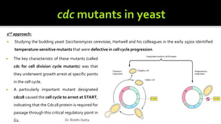 2nd approach:
 Studying the budding yeast Saccharomyces cerevisiae, Hartwell and his colleagues in the early 1970s identified
temperature-sensitive mutants that were defective in cell cycle progression.
 The key characteristic of these mutants (called
cdc for cell division cycle mutants) was that
they underwent growth arrest at specific points
in the cell cycle.
 A particularly important mutant designated
cdc28 caused the cell cycle to arrest at START,
indicating that the Cdc28 protein is required for
passage through this critical regulatory point in
G1. Dr. Riddhi Datta
 