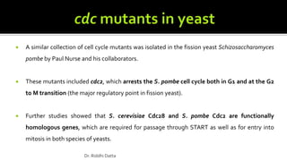  A similar collection of cell cycle mutants was isolated in the fission yeast Schizosaccharomyces
pombe by Paul Nurse and his collaborators.
 These mutants included cdc2, which arrests the S. pombe cell cycle both in G1 and at the G2
to M transition (the major regulatory point in fission yeast).
 Further studies showed that S. cerevisiae Cdc28 and S. pombe Cdc2 are functionally
homologous genes, which are required for passage through START as well as for entry into
mitosis in both species of yeasts.
Dr. Riddhi Datta
 