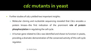  Further studies of cdc2 yielded two important insights:
 Molecular cloning and nucleotide sequencing revealed that Cdc2 encodes a
protein kinase—the first indication of the prominent role of protein
phosphorylation in regulating the cell cycle.
 A human gene related to Cdc2 was identified and shown to function in yeasts,
providing a dramatic demonstration of the conserved activity of this cell cycle
regulator.
Dr. Riddhi Datta
 