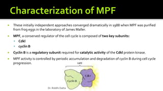 These initially independent approaches converged dramatically in 1988 when MPF was purified
from frog eggs in the laboratory of James Maller.
 MPF, a conserved regulator of the cell cycle is composed of two key subunits:
 Cdkl
 cyclin B
 Cyclin B is a regulatory subunit required for catalytic activity of the Cdkl protein kinase.
 MPF activity is controlled by periodic accumulation and degradation of cyclin B during cell cycle
progression.
Dr. Riddhi Datta
 