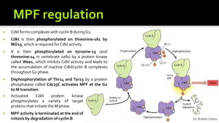  Cdkl forms complexes with cyclin B duringG2.
 CdkI is then phosphorylated on threonine-161 by
MO15, which is required for Cdkl activity.
 It is then phosphorylated on tyrosine-15 (and
threonine-14 in vertebrate cells) by a protein kinase
called Wee1, which inhibits Cdkl activity and leads to
the accumulation of inactive Cdkl/cyclin B complexes
throughout G2 phase.
 Dephosphorylation of Thr14 and Tyr15 by a protein
phosphatase called Cdc25C activates MPF at the G2
to M transition.
 Activated Cdkl protein kinase
phosphorylates a variety of target
proteins that initiate the M phase.
 MPF activity is terminated at the end of
mitosis by degradation of cyclin B. Dr. Riddhi Datta
 