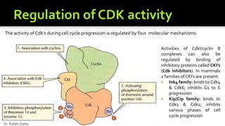 The activity of Cdk's during cell cycle progression is regulated by four molecular mechanisms:
Activities of CdkI/cyclin B
complexes can also be
regulated by binding of
inhibitory proteins called CKI’s
(Cdk inhibitors). In mammals
2 families of CKI’s are present:
 Ink4 family: binds to Cdk4
& Cdk6; inhibits G1 to S
progression
 Kip/Cip family: binds to
Cdk1 & Cdk2; inhibits
various phases of cell
cycle progression
Dr. Riddhi Datta
 