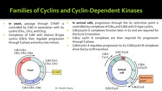  In yeast, passage through START is
controlled by Cdkl in association with G1
cyclins (Cln1 , Cln2, and Cln3).
 Complexes of Cdkl with distinct B-type
cyclins (Clb’s) then regulate progression
through S phase and entry into mitosis.
 In animal cells, progression through the G1 restriction point is
controlled by complexes of Cdk4 and Cdk6 with D-type cyclins.
 Cdk2/cyclin E complexes function later in G1 and are required for
the G1 to S transition.
 Cdk2/ cyclin A complexes are then required for progression
through S phase.
 CdkI/cyclin A regulates progression to G2 Cdkl/cyclin B complexes
drive the G2 to M transition.
Dr. Riddhi Datta
 
