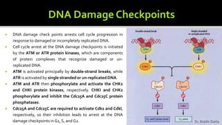  DNA damage check points arrests cell cycle progression in
response to damaged or incompletely replicated DNA.
 Cell cycle arrest at the DNA damage checkpoints is initiated
by the ATM or ATR protein kinases, which are components
of protein complexes that recognize damaged or un-
replicated DNA.
 ATM is activated principally by double-strand breaks, while
ATR is activated by single stranded or un-replicated DNA.
 ATM and ATR then phosphorylate and activate the CHK2
and CHKI protein kinases, respectively. CHKI and CHK2
phosphorylate and inhibit the Cdc25A and Cdc25C protein
phosphatases.
 Cdc25A and Cdc25C are required to activate Cdk2 and Cdkl,
respectively, so their inhibition leads to arrest at the DNA
damage checkpoints in G1, S, and G2. Dr. Riddhi Datta
 
