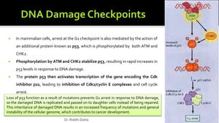  In mammalian cells, arrest at the G1 checkpoint is also mediated by the action of
an additional protein known as p53, which is phosphorylated by both ATM and
CHK2.
 Phosphorylation by ATM and CHK2 stabilize p53, resulting in rapid increases in
p53 levels in response to DNA damage.
 The protein p53 then activates transcription of the gene encoding the Cdk
inhibitor p21, leading to inhibition of Cdk2/cyclin E complexes and cell cycle
arrest.
Loss of p53 function as a result of mutations prevents G1 arrest in response to DNA damage,
so the damaged DNA is replicated and passed on to daughter cells instead of being repaired.
This inheritance of damaged DNA results in an increased frequency of mutations and general
instability of the cellular genome, which contributes to cancer development.
Dr. Riddhi Datta
 