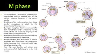  During prophase, chromosomes condense and
centrosomes move to opposite sides of the
nucleus, initiating formation of the mitotic
spindle.
 Breakdown of the nuclear envelope then allows
spindle microtubules to attach to the
kinetochores of chromosomes.
 During pro-metaphase the chromosomes shuffle
back and forth between the centrosomes and the
center of the cell, eventually aligning in the
center of the spindle (metaphase).
 At anaphase, the sister chromatids separate and
move to opposite poles of the spindle.
 Mitosis then ends with re-formation of nuclear
envelopes and chromosome de-condensation
during telophase, and cytokinesis yields two
interphase daughter cells.
 Note that each daughter cell receives one
centrosome, which duplicates prior to the next
mitosis.
Dr. Riddhi Datta
 