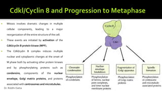  Mitosis involves dramatic changes in multiple
cellular components, leading to a major
reorganization of the entire structure of the cell.
 These events are initiated by activation of the
Cdkl/cyclin B protein kinase (MPF).
 The Cdkl/cydin B complex induces multiple
nuclear and cytoplasmic changes at the onset of
M phase both by activating other protein kinases
and by phosphorylating proteins such as
condensins, components of the nuclear
envelope, Golgi matrix proteins, and proteins
associated with centrosomes and microtubules.
Dr. Riddhi Datta
 