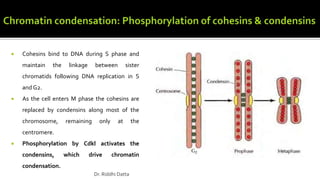  Cohesins bind to DNA during S phase and
maintain the linkage between sister
chromatids following DNA replication in S
and G2.
 As the cell enters M phase the cohesins are
replaced by condensins along most of the
chromosome, remaining only at the
centromere.
 Phosphorylation by Cdkl activates the
condensins, which drive chromatin
condensation.
Dr. Riddhi Datta
 