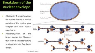 Cdkl/cyclin B phosphorylates
the nuclear lamins as well as
proteins of the nuclear pore
complex and inner nuclear
membrane.
 Phosphorylation of the
lamins causes the filaments
that form the nuclear lamina
to dissociate into free lamin
dimers.
Dr. Riddhi Datta
 