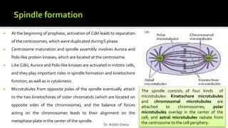  At the beginning of prophase, activation of Cdkl leads to separation
of the centrosomes, which were duplicated during S phase.
 Centrosome maturation and spindle assembly involves Aurora and
Polo-like protein kinases, which are located at the centrosome.
 Like Cdkl, Aurora and Polo-like kinases are activated in mitotic cells,
and they play important roles in spindle formation and kinetochore
function, as well as in cytokinesis.
 Microtubules from opposite poles of the spindle eventually attach
to the two kinetochores of sister chromatids (which are located on
opposite sides of the chromosome), and the balance of forces
acting on the chromosomes leads to their alignment on the
metaphase plate in the center of the spindle.
The spindle consists of four kinds of
microtubules: Kinetochore microtubules
and chromosomal microtubules are
attached to chromosomes; polar
microtubules overlap in the center of the
cell; and astral microtubules radiate from
the centrosome to the cell periphery.Dr. Riddhi Datta
 