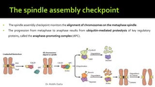  The spindle assembly checkpoint monitors the alignment of chromosomes on the metaphase spindle.
 The progression from metaphase to anaphase results from ubiquitin-mediated proteolysis of key regulatory
proteins, called the anaphase-promoting complex (APC).
Dr. Riddhi Datta
 