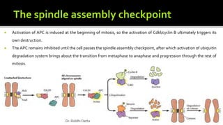  Activation of APC is induced at the beginning of mitosis, so the activation of Cdkl/cyclin B ultimately triggers its
own destruction.
 The APC remains inhibited until the cell passes the spindle assembly checkpoint, after which activation of ubiquitin
degradation system brings about the transition from metaphase to anaphase and progression through the rest of
mitosis.
Dr. Riddhi Datta
 