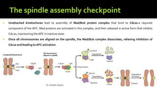  Unattached kinetochores lead to assembly of Mad/Bub protein complex that bind to Cdc20-a required
component of the APC. Mad proteins are activated in this complex, and then released in active form that inhibits
Cdc20, maintaining the APC in inactive state.
 Once all chromosomes are aligned on the spindle, the Mad/Bub complex dissociates, relieving inhibition of
Cdc20 and leading to APC activation.
Dr. Riddhi Datta
 