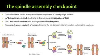  Activation of APC results in ubiquitination and degradation of two key target proteins.
 APC ubiquitinates cyclin B, leading to its degradation and inactivation of Cdkl.
 APC also ubiquitinates securin, leading to activation of separase.
 Separase degrades a subunit of cohesin, breaking the link between sister chromatids and initiating anaphase.
Dr. Riddhi Datta
 