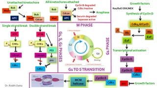 Growth factors
Ras/Raf/ ERK/MEK
Synthesis of Cyclin D
Cdk4,6/CycD
Rb
E2F
Rb
E2F
P
Transcriptional activation
Cyclin E
Cyclin E
Cdk2
p27
Growth factorsp27
Cyclin E
Cdk2
MCM
helicase
ATMATR
Double strand breakSingle strand break
CHK1
Cdc25C Cdc25A
Cdk2
Cdk1
PP
p53
p21
CHK2
Unattached kinetochore
Mad
Bub
Mad Cdc20
APC
All kinetochores attached
Bub
Bub
Mad
Cdc20
APC
Cyclin B degraded
Cdk1 inactive
Securin degraded
Separase active
Anaphase
Dr. Riddhi Datta
 