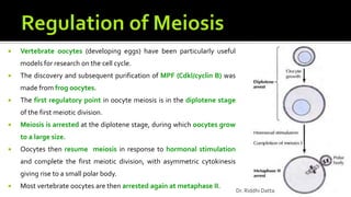  Vertebrate oocytes (developing eggs) have been particularly useful
models for research on the cell cycle.
 The discovery and subsequent purification of MPF (Cdkl/cyclin B) was
made from frog oocytes.
 The first regulatory point in oocyte meiosis is in the diplotene stage
of the first meiotic division.
 Meiosis is arrested at the diplotene stage, during which oocytes grow
to a large size.
 Oocytes then resume meiosis in response to hormonal stimulation
and complete the first meiotic division, with asymmetric cytokinesis
giving rise to a small polar body.
 Most vertebrate oocytes are then arrested again at metaphase II.
Dr. Riddhi Datta
 