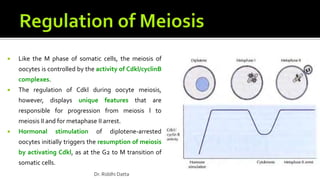  Like the M phase of somatic cells, the meiosis of
oocytes is controlled by the activity of Cdkl/cyclinB
complexes.
 The regulation of Cdkl during oocyte meiosis,
however, displays unique features that are
responsible for progression from meiosis l to
meiosis II and for metaphase II arrest.
 Hormonal stimulation of diplotene-arrested
oocytes initially triggers the resumption of meiosis
by activating Cdkl, as at the G2 to M transition of
somatic cells.
Dr. Riddhi Datta
 