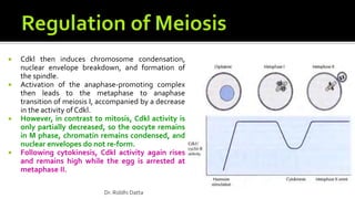  Cdkl then induces chromosome condensation,
nuclear envelope breakdown, and formation of
the spindle.
 Activation of the anaphase-promoting complex
then leads to the metaphase to anaphase
transition of meiosis I, accompanied by a decrease
in the activity of Cdkl.
 However, in contrast to mitosis, Cdkl activity is
only partially decreased, so the oocyte remains
in M phase, chromatin remains condensed, and
nuclear envelopes do not re-form.
 Following cytokinesis, Cdkl activity again rises
and remains high while the egg is arrested at
metaphase II.
Dr. Riddhi Datta
 