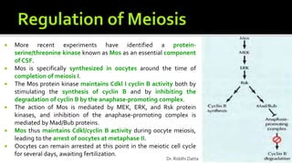  More recent experiments have identified a protein-
serine/threonine kinase known as Mos as an essential component
of CSF.
 Mos is specifically synthesized in oocytes around the time of
completion of meiosis I.
 The Mos protein kinase maintains Cdkl I cyclin B activity both by
stimulating the synthesis of cyclin B and by inhibiting the
degradation of cyclin B by the anaphase-promoting complex.
 The action of Mos is mediated by MEK, ERK, and Rsk protein
kinases, and inhibition of the anaphase-promoting complex is
mediated by Mad/Bub proteins.
 Mos thus maintains Cdkl/cyclin B activity during oocyte meiosis,
leading to the arrest of oocytes at metaphase II.
 Oocytes can remain arrested at this point in the meiotic cell cycle
for several days, awaiting fertilization.
Dr. Riddhi Datta
 