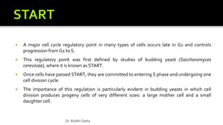  A major cell cycle regulatory point in many types of cells occurs late in G1 and controls
progression from G1 to S.
 This regulatory point was first defined by studies of budding yeast (Saccharomyces
cerevisiae), where it is known as START.
 Once cells have passed START, they are committed to entering S phase and undergoing one
cell division cycle.
 The importance of this regulation is particularly evident in budding yeasts in which cell
division produces progeny cells of very different sizes: a large mother cell and a small
daughter cell.
Dr. Riddhi Datta
 
