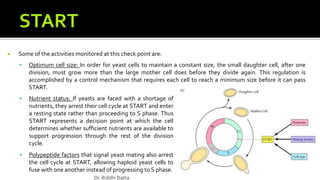  Some of the activities monitored at this check point are:
 Optimum cell size: In order for yeast cells to maintain a constant size, the small daughter cell, after one
division, must grow more than the large mother cell does before they divide again. This regulation is
accomplished by a control mechanism that requires each cell to reach a minimum size before it can pass
START.
 Nutrient status: If yeasts are faced with a shortage of
nutrients, they arrest their cell cycle at START and enter
a resting state rather than proceeding to S phase. Thus
START represents a decision point at which the cell
determines whether sufficient nutrients are available to
support progression through the rest of the division
cycle.
 Polypeptide factors that signal yeast mating also arrest
the cell cycle at START, allowing haploid yeast cells to
fuse with one another instead of progressing to S phase.
Dr. Riddhi Datta
 