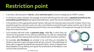  Such arrested cells then enter a quiescent stage, called G0, in which they can
remain for long periods of time without proliferating. G0 cells are metabolically
active, although they cease growth and have reduced rates of protein synthesis.
 For example, skin fibroblasts are arrested in G0 until they are stimulated to
divide as required to repair damage resulting from a wound. The proliferation of
these cells is triggered by platelet-derived growth factor, which is released from
blood platelets during clotting and signals the proliferation of fibroblasts in the
vicinity of the injured tissue.
 In animals, a decision point in late G1, called restriction point, functions analogously to START in yeasts.
 In contrast to yeasts, however, the passage of animal cells through the cell cycle is regulated primarily by the
extracellular growth factors that signal cell proliferation, rather than by the availability of nutrients.
 In the presence of the appropriate growth factors, cells pass the restriction point and enter S phase. Once it has
passed through the restriction point, the cell is committed to proceed through S phase and the rest of the cell
cycle. On the other hand, if appropriate growth factors are not available in G1 progression through the cell cycle
stops at the restriction point.
Dr. Riddhi Datta
 
