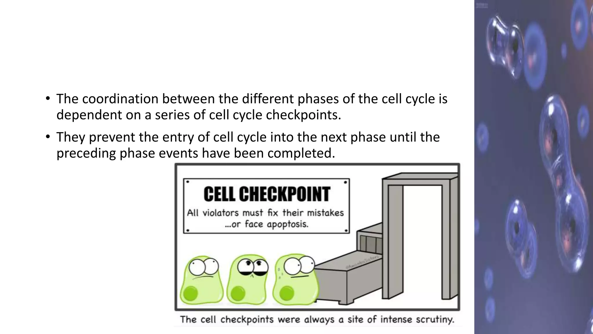 Cell cycle regulation | PPTX