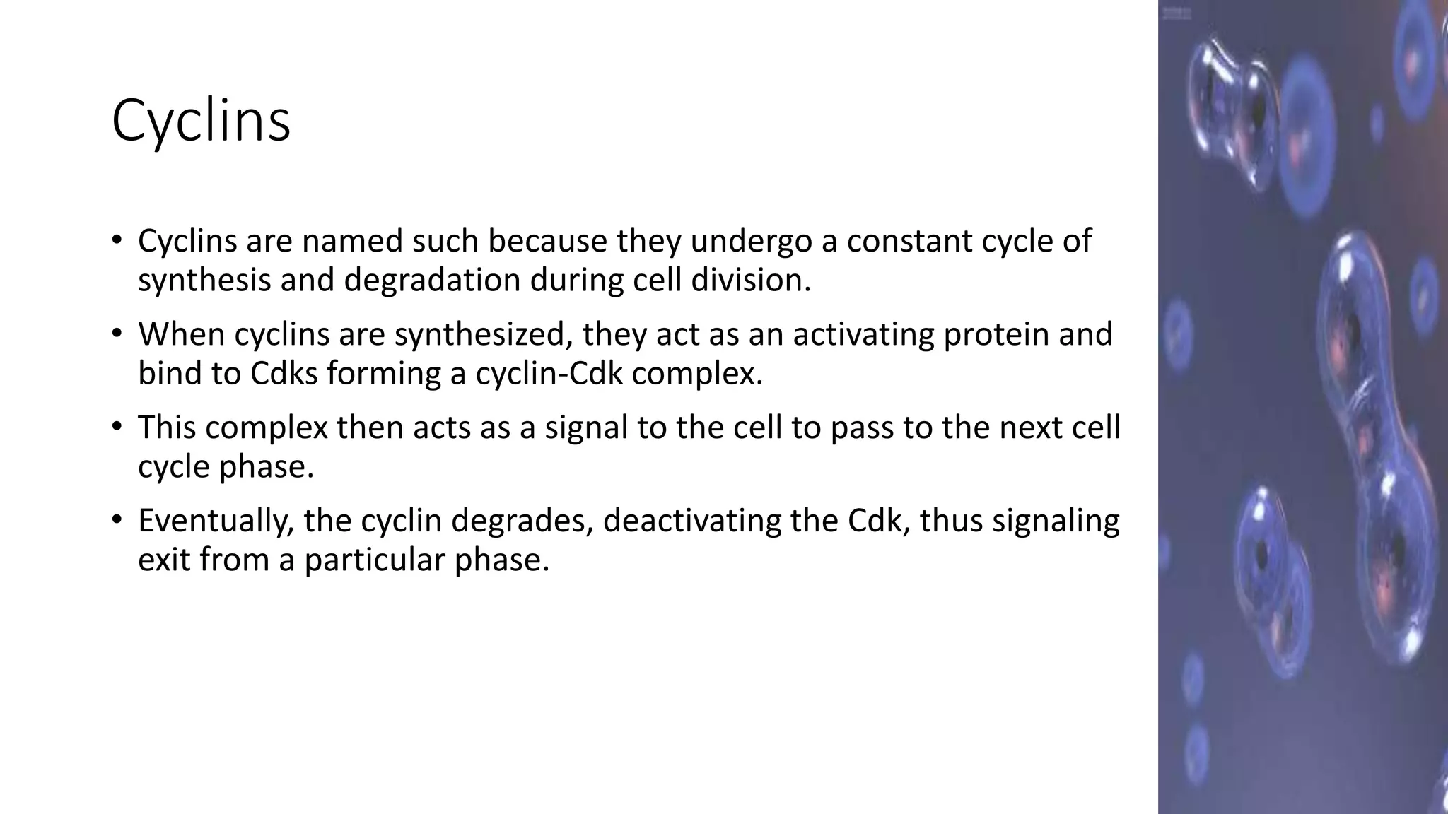 Cell cycle regulation | PPTX