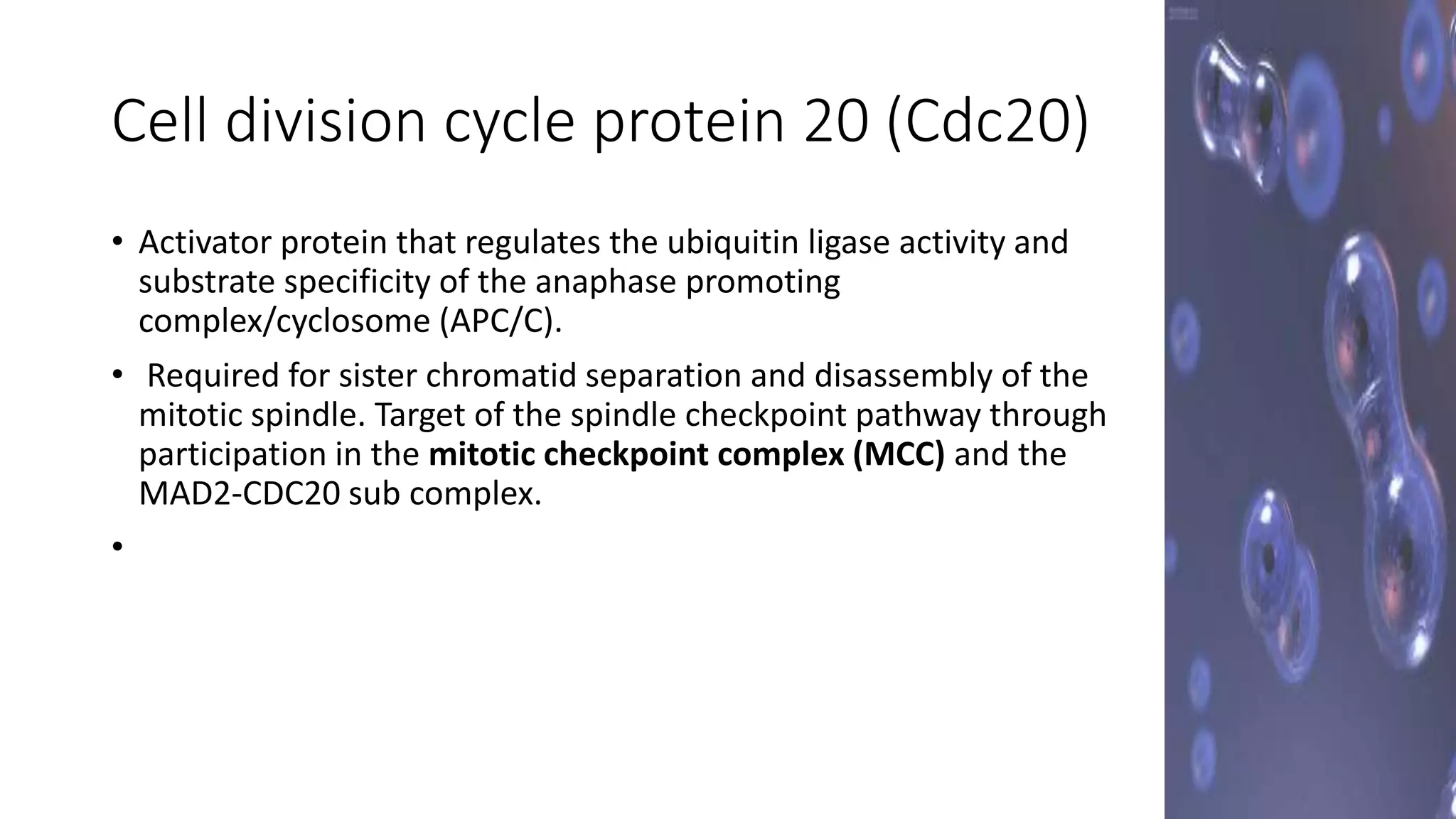 Cell cycle regulation | PPTX