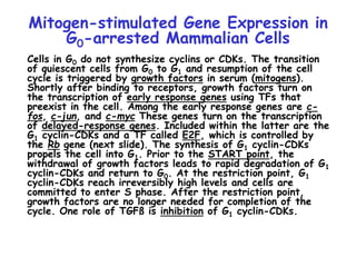 Mitogen-stimulated Gene Expression in
G0-arrested Mammalian Cells
Cells in G0 do not synthesize cyclins or CDKs. The transition
of quiescent cells from G0 to G1 and resumption of the cell
cycle is triggered by growth factors in serum (mitogens).
Shortly after binding to receptors, growth factors turn on
the transcription of early response genes using TFs that
preexist in the cell. Among the early response genes are c-
fos, c-jun, and c-myc These genes turn on the transcription
of delayed-response genes. Included within the latter are the
G1 cyclin-CDKs and a TF called E2F, which is controlled by
the Rb gene (next slide). The synthesis of G1 cyclin-CDKs
propels the cell into G1. Prior to the START point, the
withdrawal of growth factors leads to rapid degradation of G1
cyclin-CDKs and return to G0. At the restriction point, G1
cyclin-CDKs reach irreversibly high levels and cells are
committed to enter S phase. After the restriction point,
growth factors are no longer needed for completion of the
cycle. One role of TGFß is inhibition of G1 cyclin-CDKs.
 