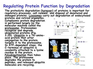 Regulating Protein Function by Degradation
The proteolytic degradation (turnover) of proteins is important for
regulatory processes, cell renewal, and disposal of denatured and
damaged proteins. Lysosomes carry out degradation of endocytosed
proteins and retired organelles.
Cytoplasmic protein degradation
is performed largely by the
molecular machine called the
proteasome. Proteasomes
recognize and degrade
ubiquinated proteins (Fig.
3.29). Ubiquitin is a 76-amino-
acid protein that after
conjugation to the protein,
targets it to the proteasome.
In ATP-dependent steps, the
C-terminus of ubiquitin is
covalently attached to a lysine
residue in the protein.
Polyubiquitination then takes
place. The proteasome
degrades the protein to
peptides, and released ubiquitin
molecules are recycling.
 