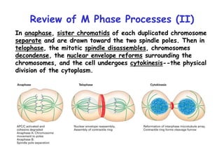 Review of M Phase Processes (II)
In anaphase, sister chromatids of each duplicated chromosome
separate and are drawn toward the two spindle poles. Then in
telophase, the mitotic spindle disassembles, chromosomes
decondense, the nuclear envelope reforms surrounding the
chromosomes, and the cell undergoes cytokinesis--the physical
division of the cytoplasm.
 