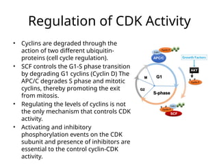 Comprehensive Overview of Cell Cycle Regulation and Control Mechanisms ...